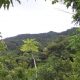 Conservation & reforestation in Northwest Panay Peninsula Natural Park and Central Panay Mountain Range
