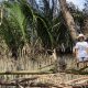 Hagonoy Mangrove Reforestation Program