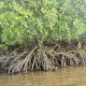 Community-based mangrove restoration
